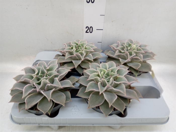 <h4>Echeveria ...</h4>