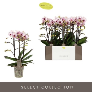 PHAL OPTI EXCLUSIVO ATHENA 3 SPIKE