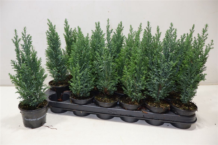 <h4>arr8 Cham L Ellwoodii</h4>