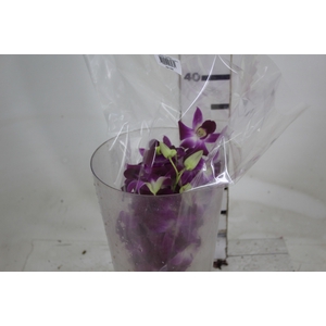 DENPHALAEN MACO PINK MIN 30 FLS