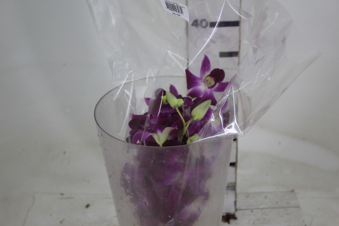 <h4>DENPHALAEN MACO PINK MIN 30 FLS</h4>