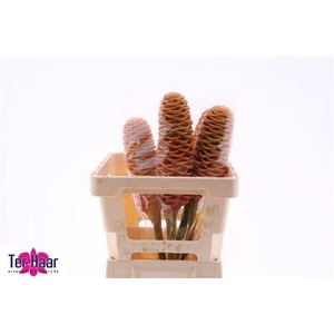 ZINGIBER SHAMPOO GIN