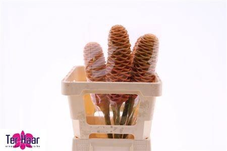 <h4>ZINGIBER SHAMPOO GIN</h4>