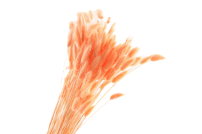 <h4>Lagurus Peach</h4>