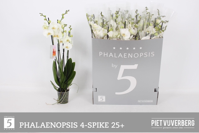 <h4>PHAL OV WIT</h4>