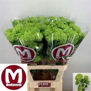 Viburnum Roseum St 90cm 4+