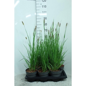 Pennisetum mass. 'Red Bunny Tails'