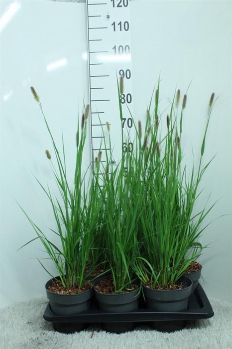 <h4>Pennisetum mass. 'Red Bunny Tails'</h4>
