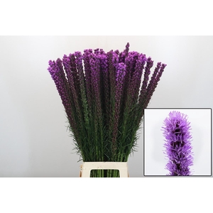 LIATRIS CALLILEPIS