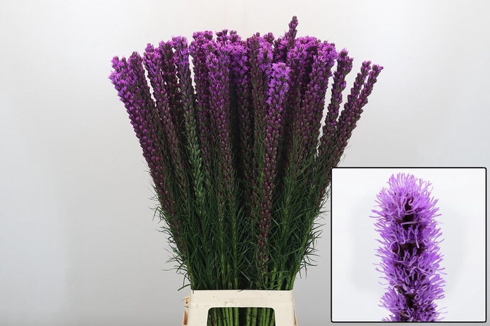 <h4>LIATRIS CALLILEPIS</h4>