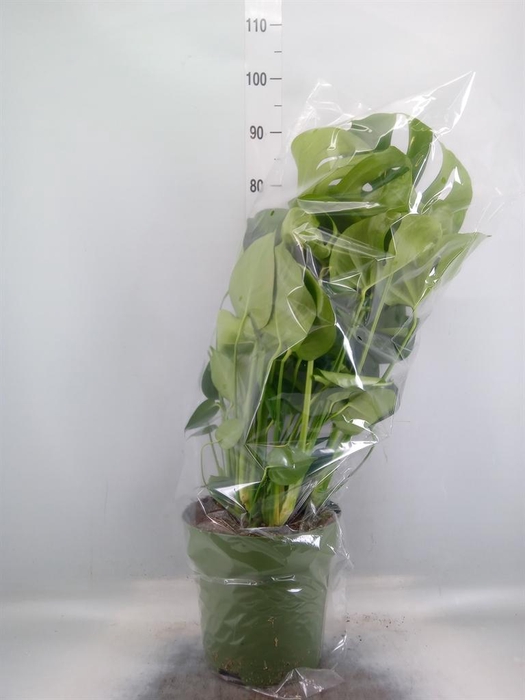 <h4>Monstera delic.</h4>