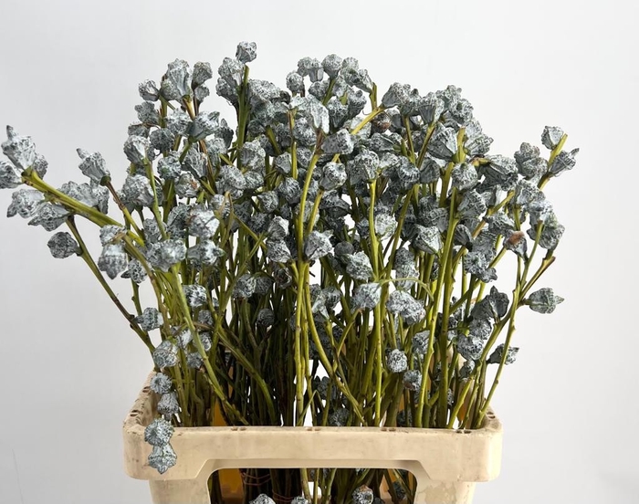 <h4>Leaf eucalyptus globulus per bunch</h4>