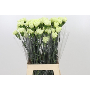 Dianthus St Lady Midori