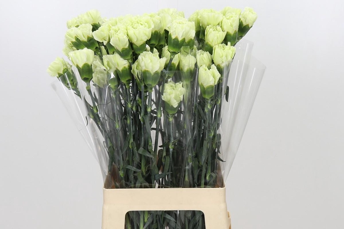 <h4>Dianthus St Lady Midori</h4>