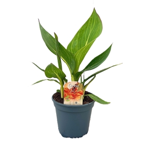 Canna Pretoria Zonder Bloem p 17