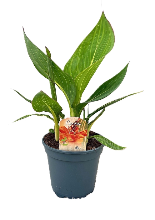 <h4>Canna Pretoria Zonder Bloem p 17</h4>