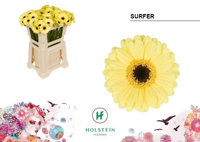 <h4>Germini Surfer Water x80</h4>