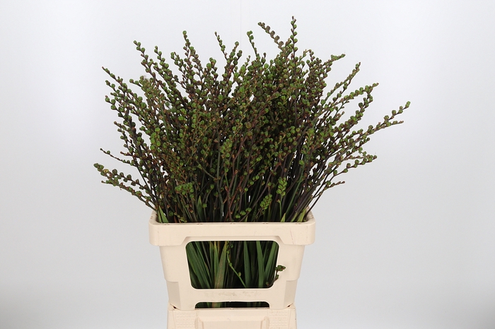 <h4>Crocosmia Klbl Met Bes</h4>