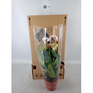 Paphiopedilum  'Amerikaanse hybrid'