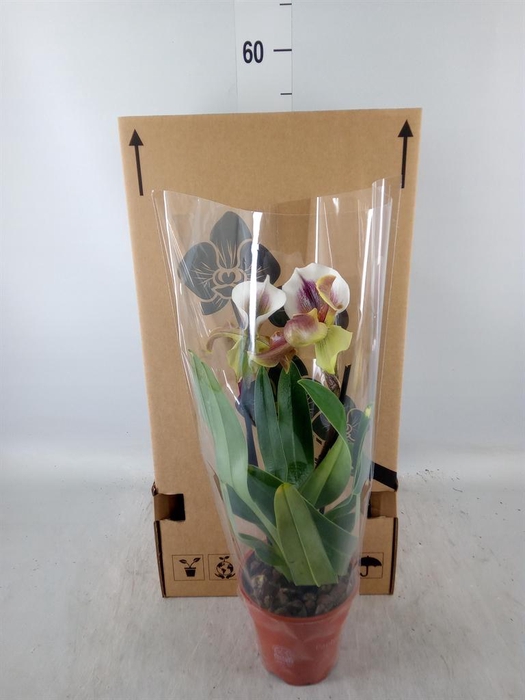 <h4>Paphiopedilum 'Amerikaanse hybrid'</h4>