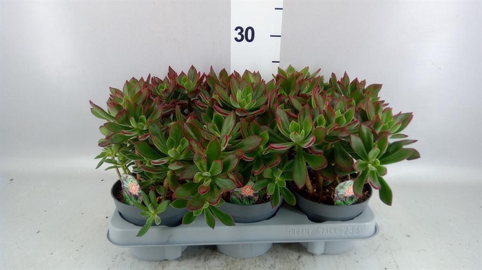 <h4>Echeveria pulvinata 'Devotion'</h4>