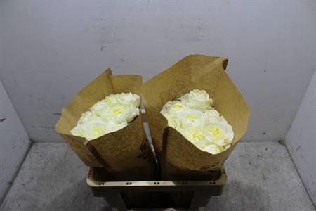 <h4>R Gr Bu Chic White!</h4>