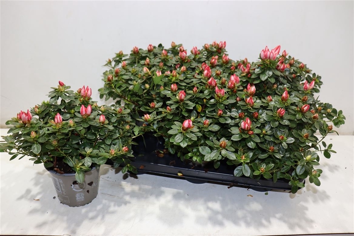 <h4>Rhodo Si Fluostern</h4>