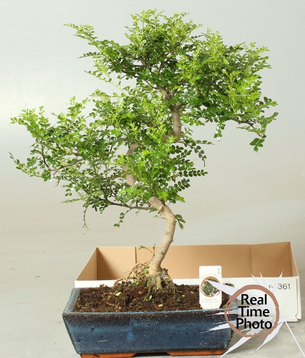 <h4>BONSAI GEM</h4>