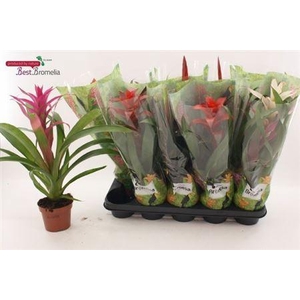 Bromelia Gem