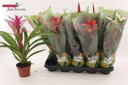 <h4>Bromelia Gem</h4>