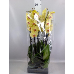 Phalaenopsis  'Golden Cheetah'