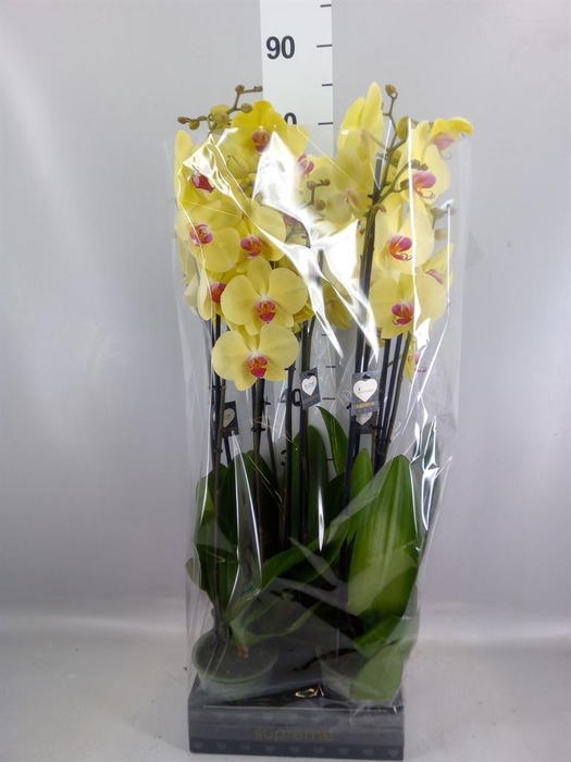 <h4>Phalaenopsis  'Golden Cheetah'</h4>