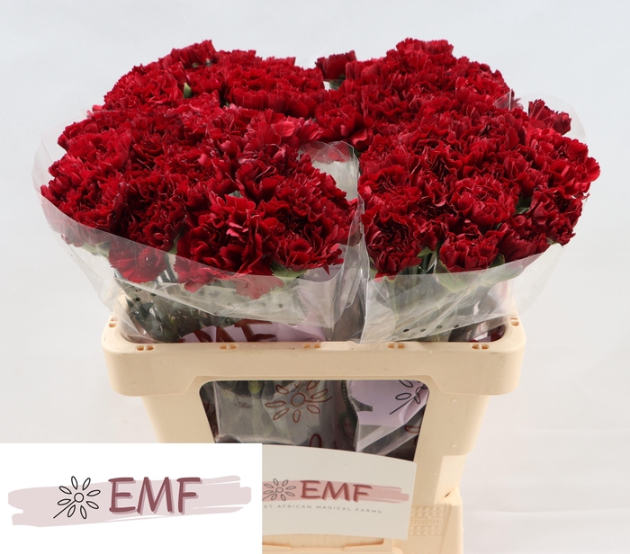 <h4>DI ST GRACE</h4>