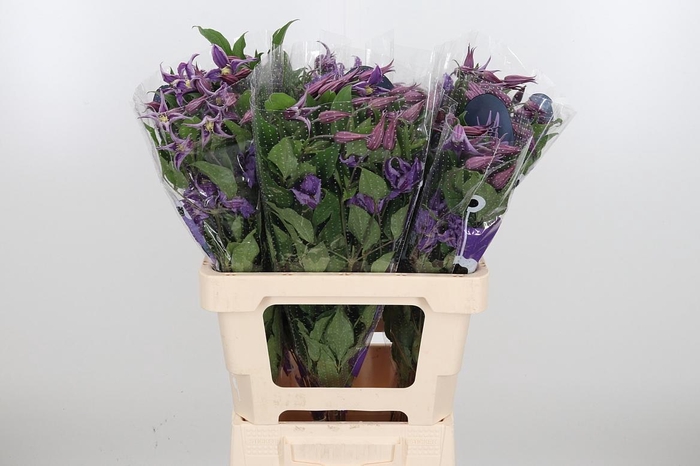 <h4>Clem Amazing Rome</h4>