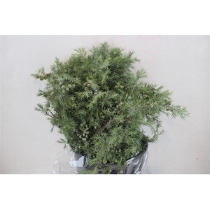 Jenever Berry 300gr P Bunch