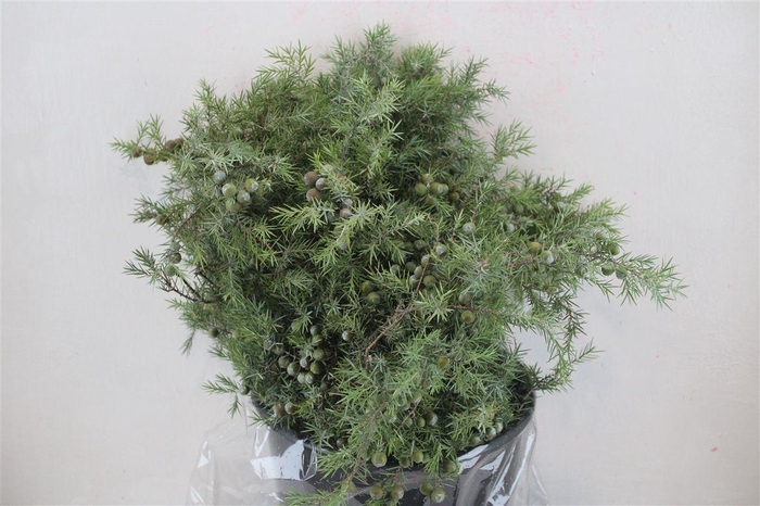 <h4>Jenever Berry 300gr P Bunch</h4>