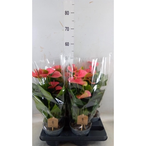 Anthurium andr. 'Sweet Dream'