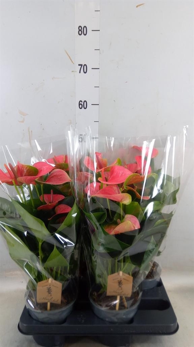 <h4>Anthurium andr. 'Sweet Dream'</h4>