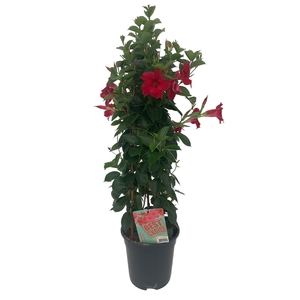 Sundaville (Dipladenia) rood P19