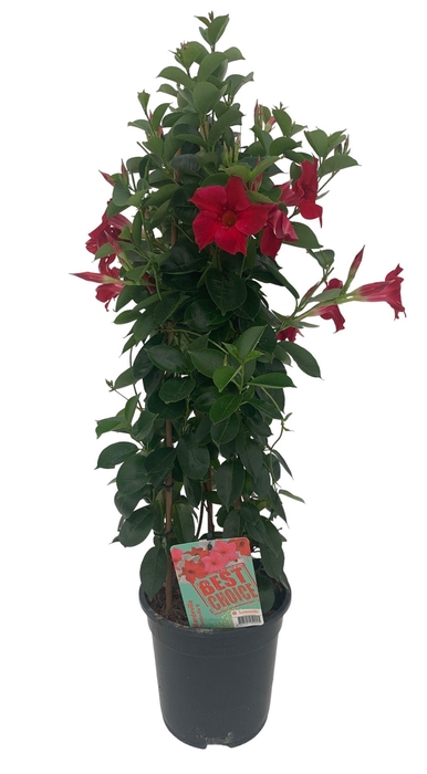 <h4>Sundaville (Dipladenia) rood P19</h4>