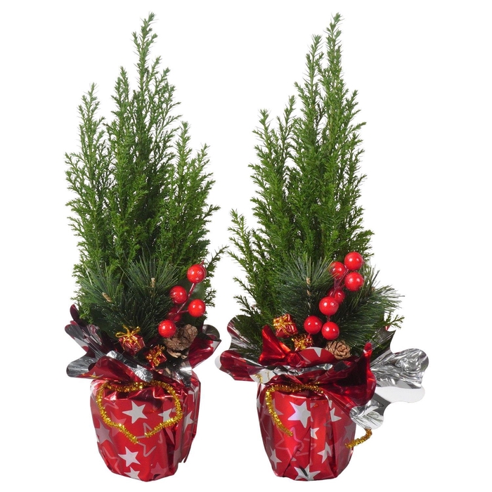 <h4>PTK25111 Ellwoodii in rondella folie met decoratie</h4>