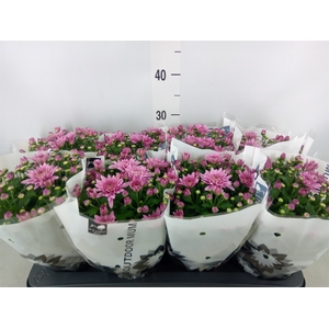 Chrysanthemum  'Homerun Pink'