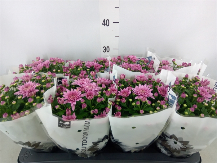 <h4>Chrysanthemum  'Homerun Pink'</h4>