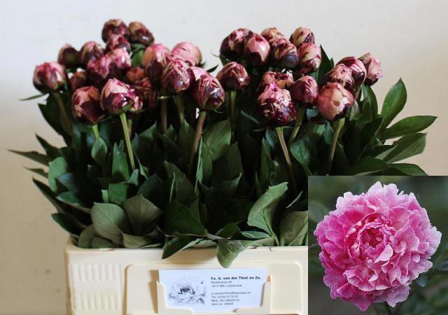 <h4>PAEO L THE FAWN</h4>