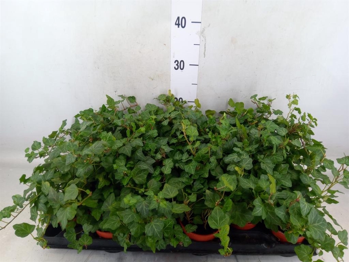 <h4>Hedera helix</h4>