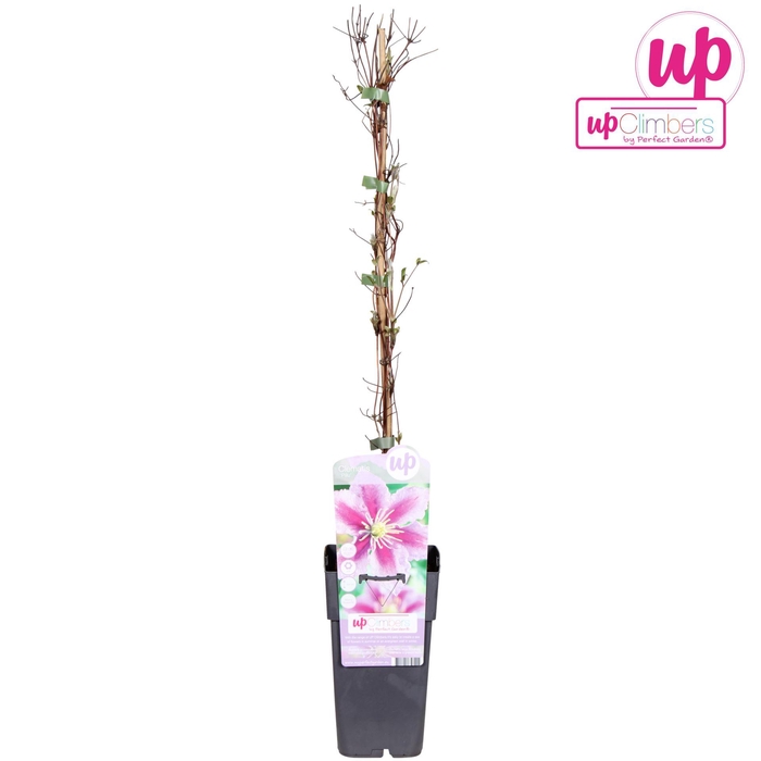 <h4>Clematis Piilu</h4>