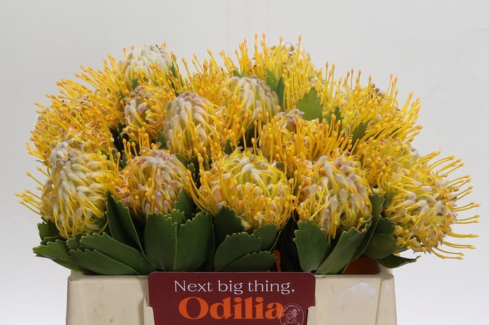 <h4>Nutans Super Gold</h4>