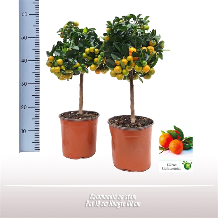 <h4>CITRUS CALAMONDIN PÅ STAM</h4>