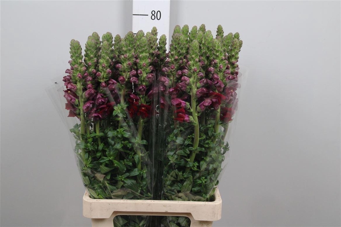 <h4>Antir Poto Red</h4>