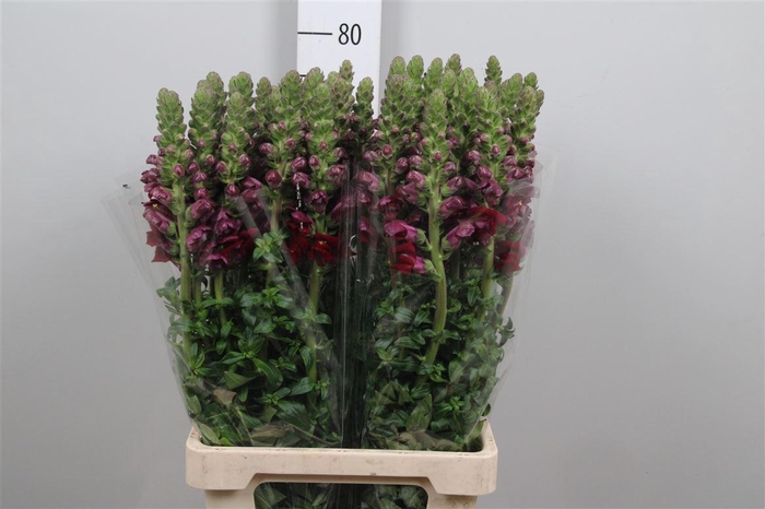 <h4>Antir Poto Red</h4>